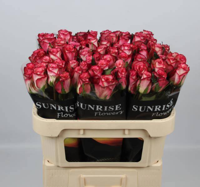 Роза од. Спарк Кондор 70, шт.