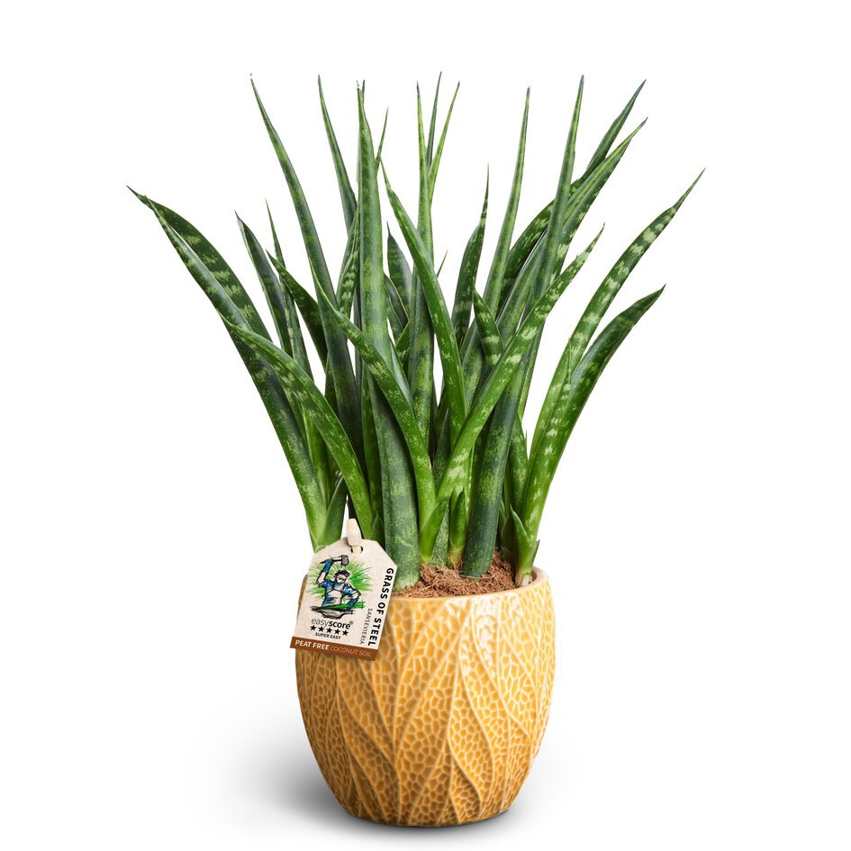 SANSEVIERIA PARVA 40932534 Leaf T'FERNWOOD', D 10 cm SANSEVIERIA PARVA 40932534 Leaf T'FERNWOOD', D 10 cm