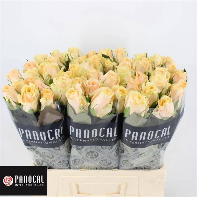 Роза од. Кашмир 60, шт. Роза од. Кашмир 60, шт.