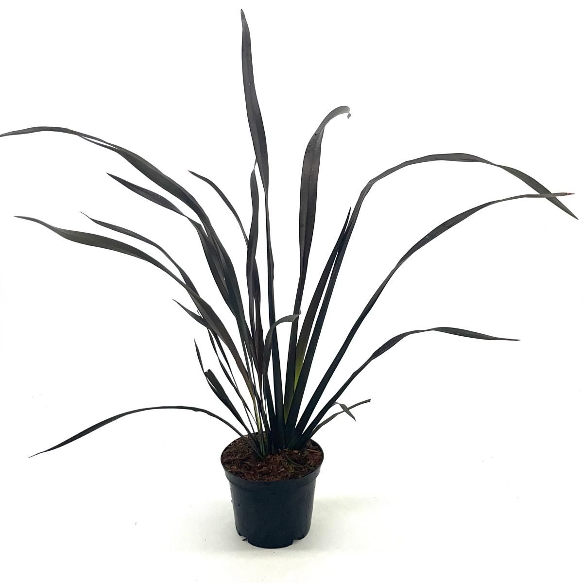 Phormium 'Platt's Black', D 17 cm