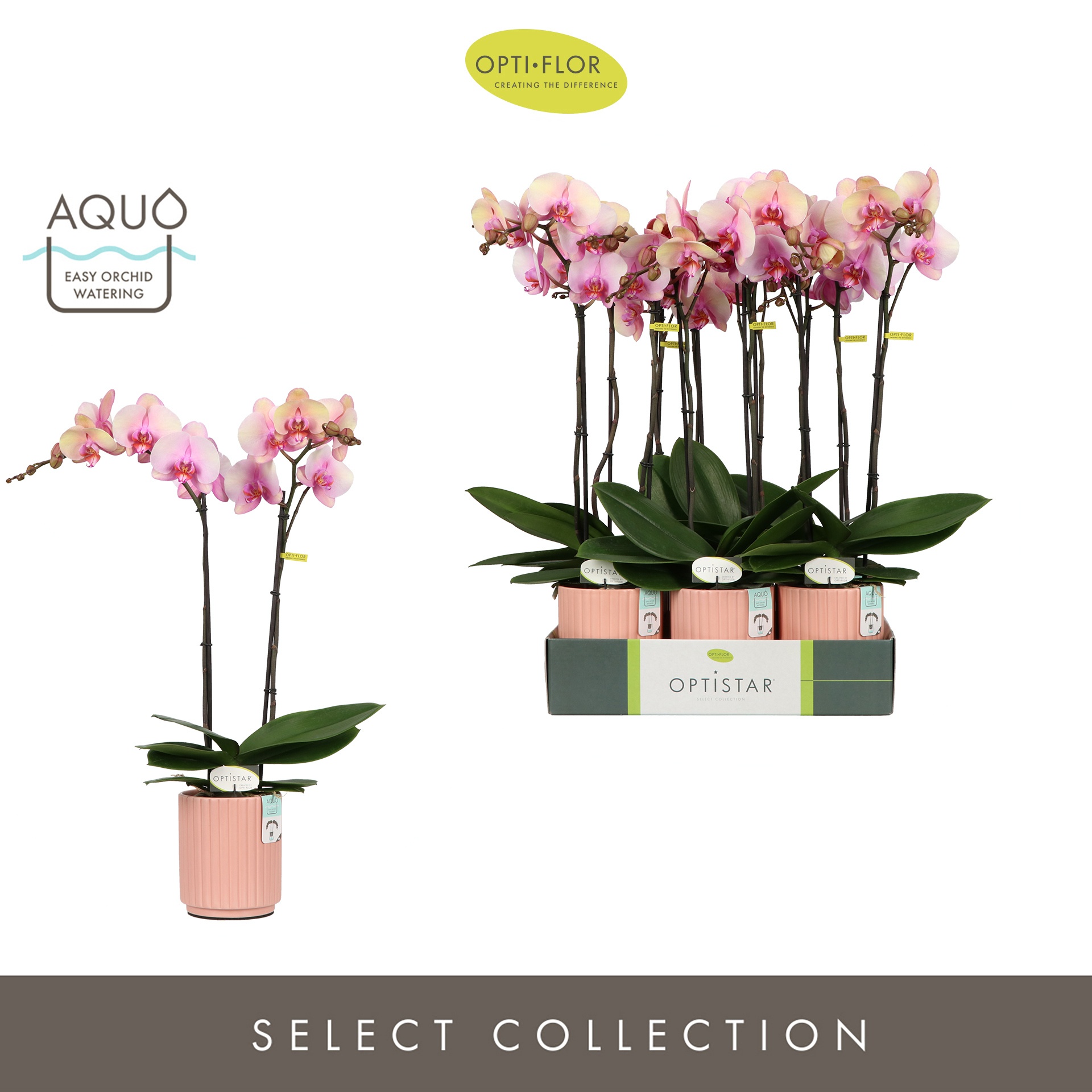 Optistar Adele 2 spike in Molise Salmon Aquo, D 12 cm