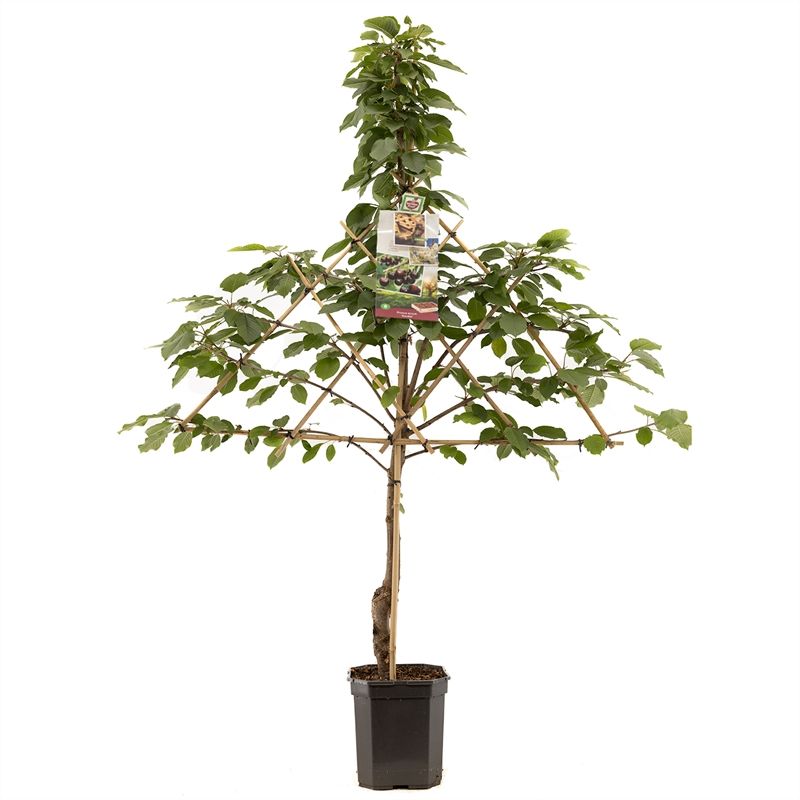 Prunus avium Kordia leivorm Donkerrode kers, D 24