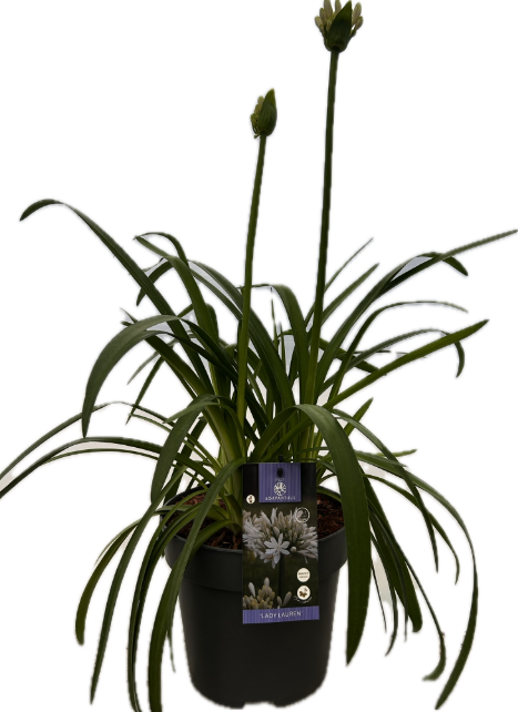 Agapanthus 'Lady Lauren' P22 EVERGREEN, D 22