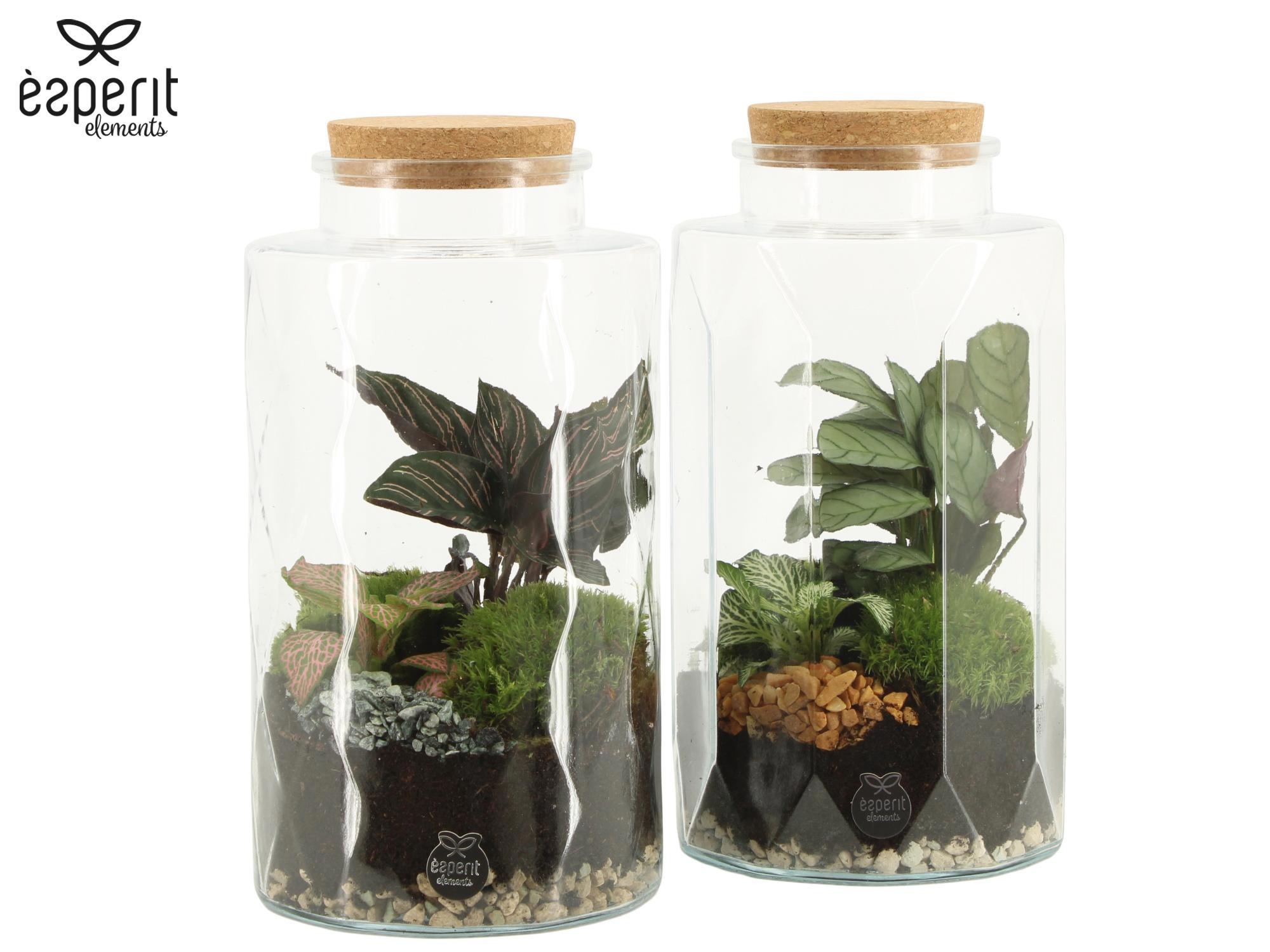 90870: Terrarium arrangement, D 14