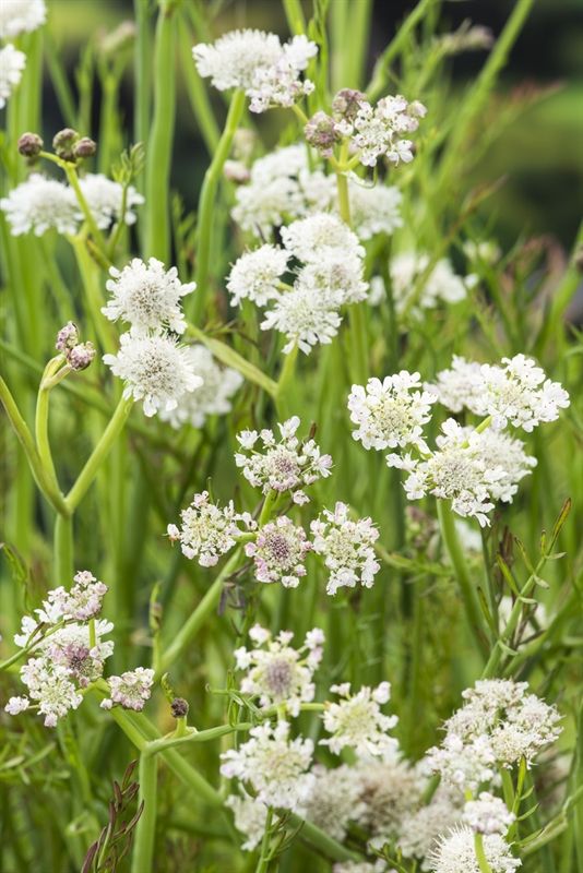 Oenanthe aquatica (18x18), D 18