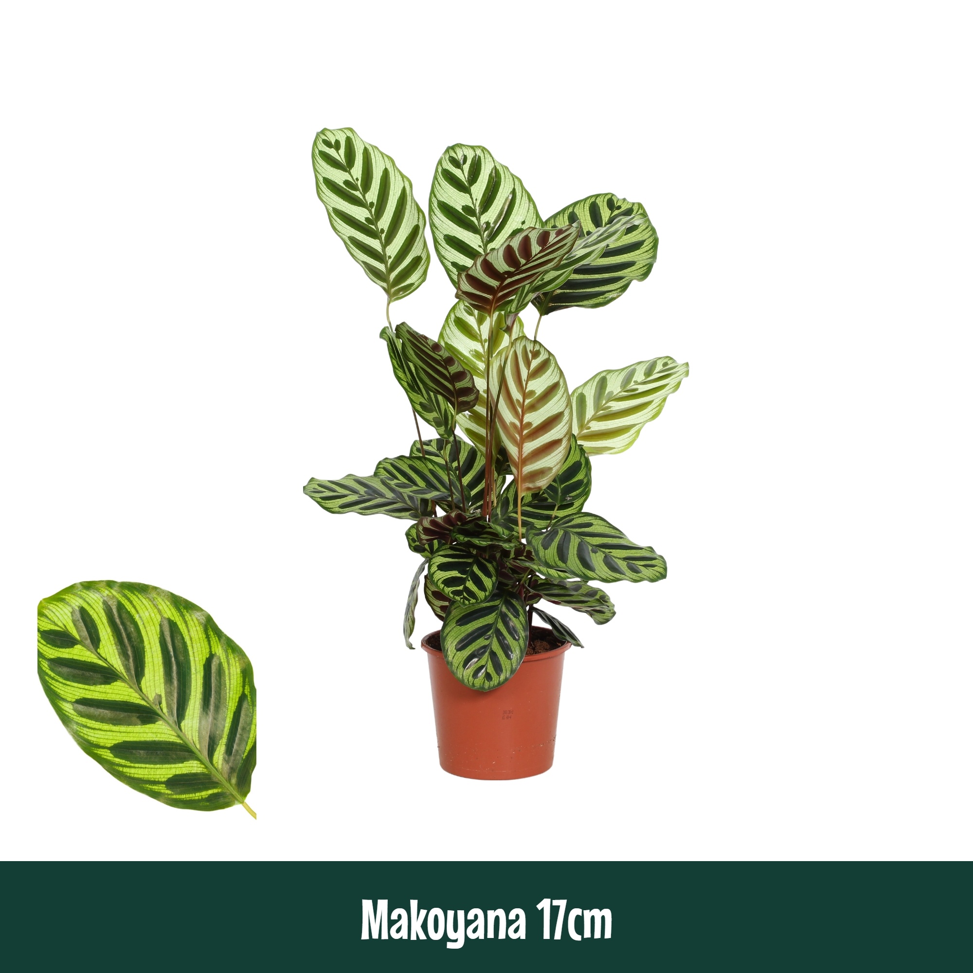 Calathea 17cm Makoyana - Living, D 17