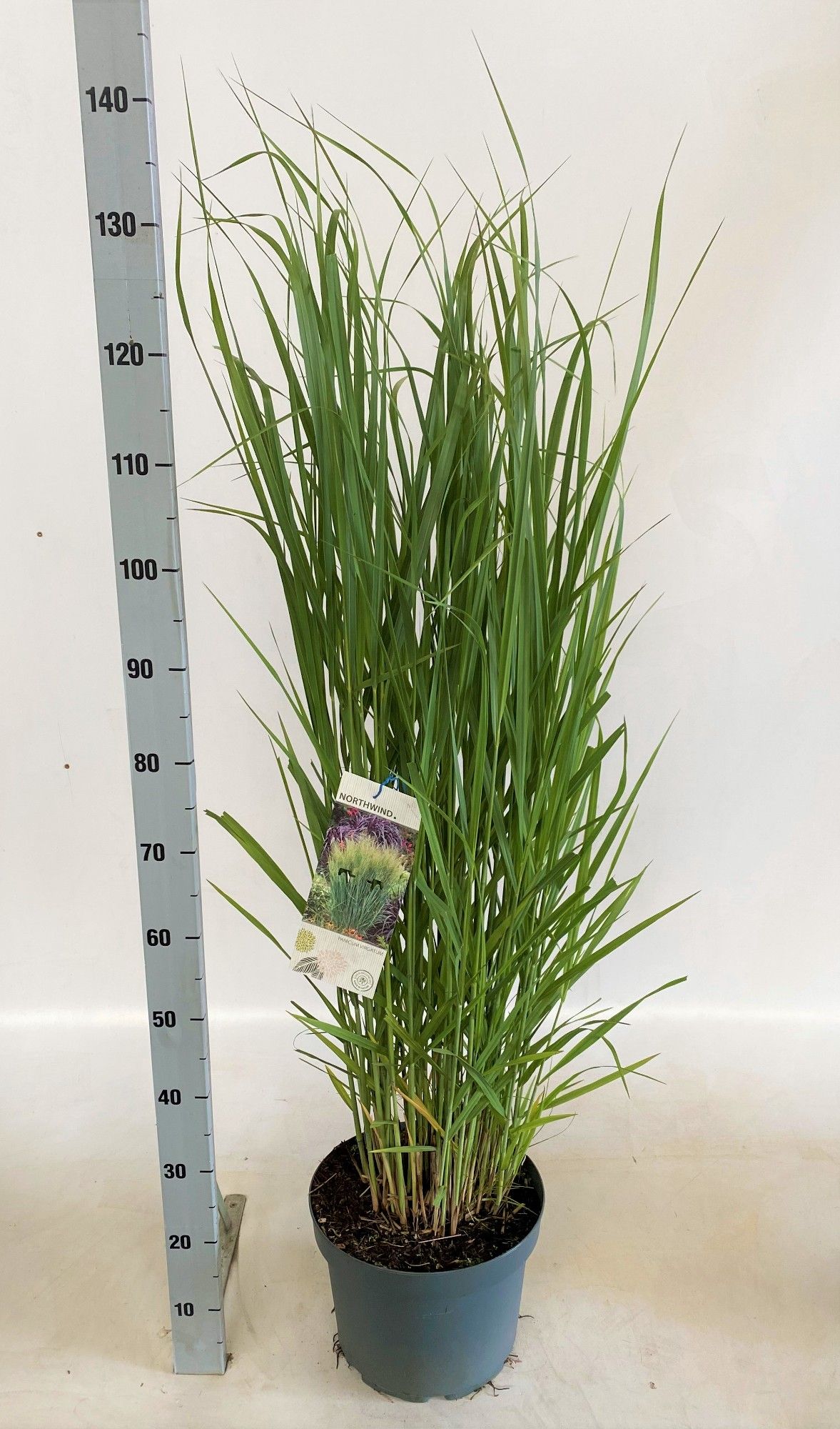 Panicum virgatum Northwind, D 32