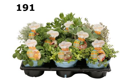 Kruiden 12cm gemengd, D 12