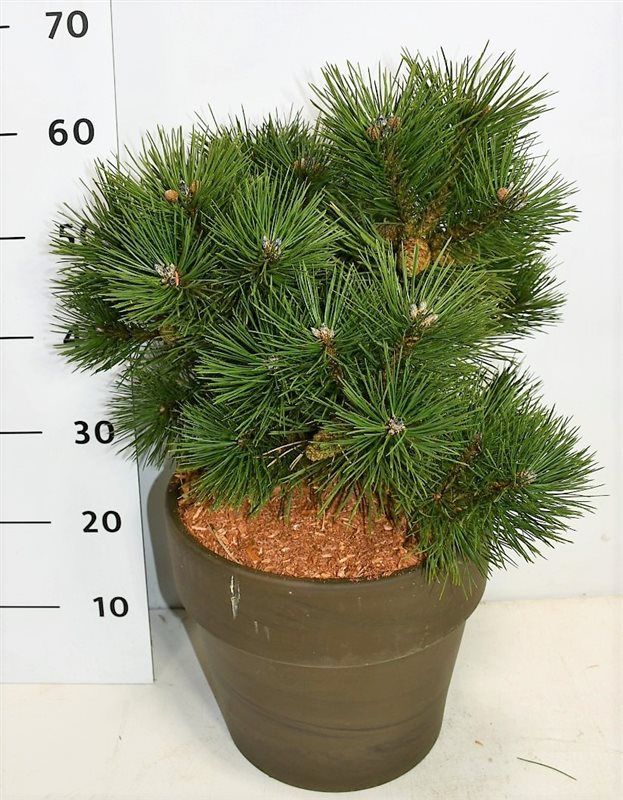 Pinus thunbergii 'Sayonara', D 35