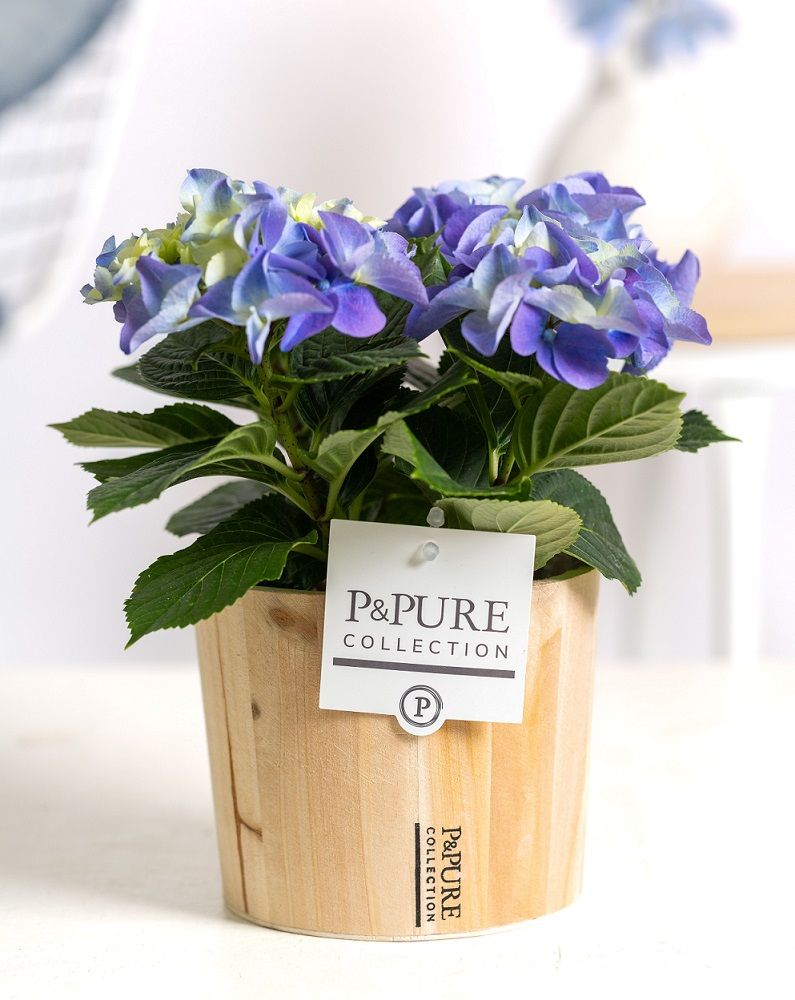 Hydrangea blue in P&PURE Wood 5, D 10