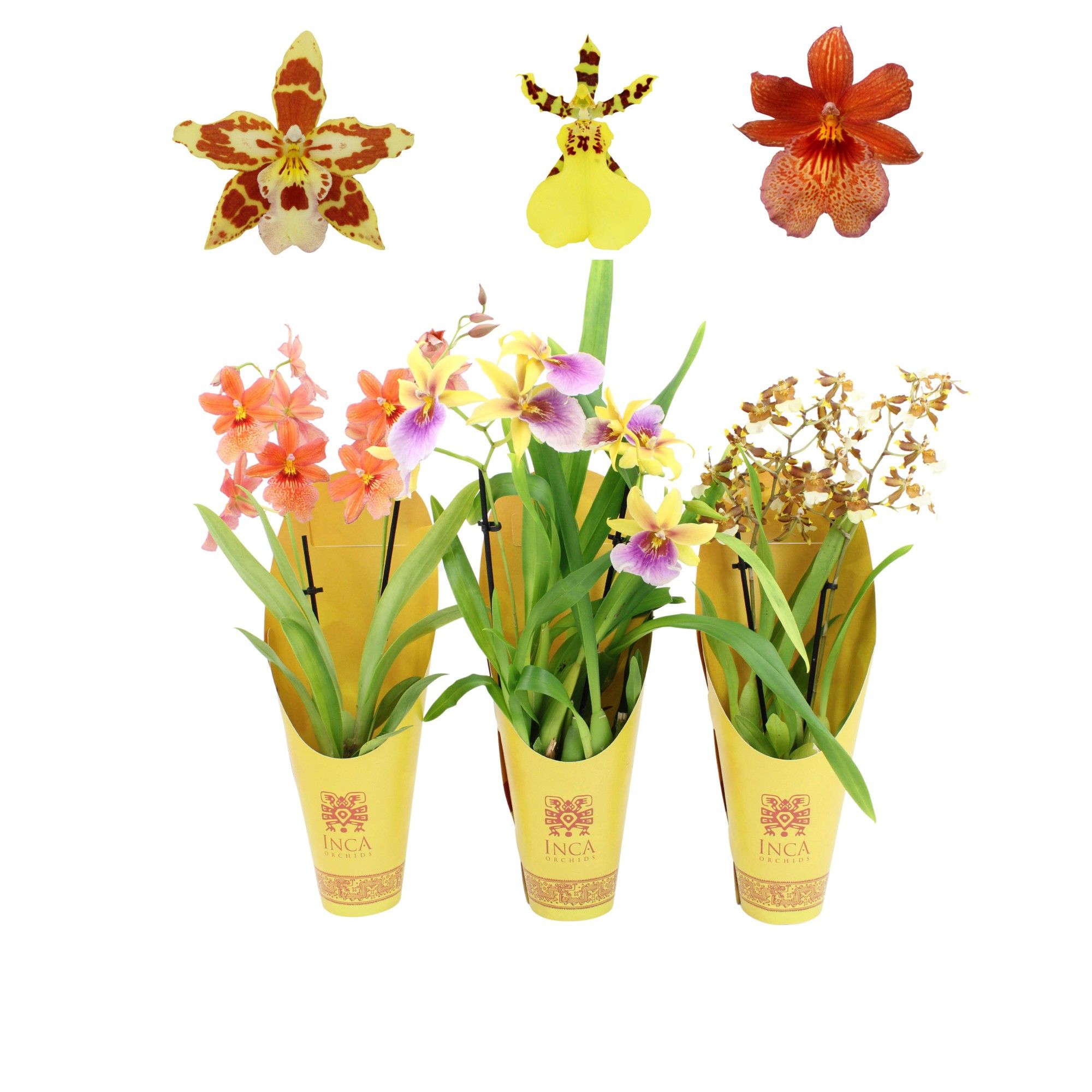 Inca Orchid Sunny Glow 2 spike mix 9cm in Luxury Cover, D 9