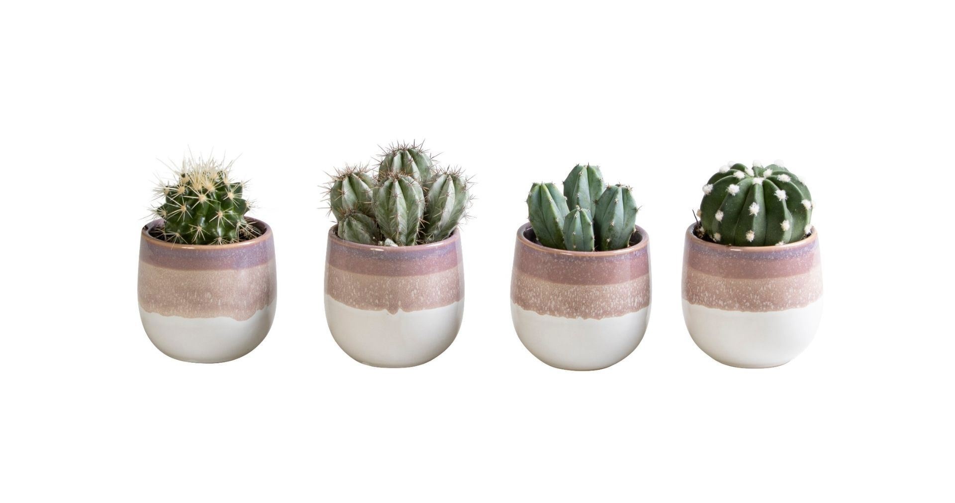 L 65839 with Cactus Mix 6 cm, D 6