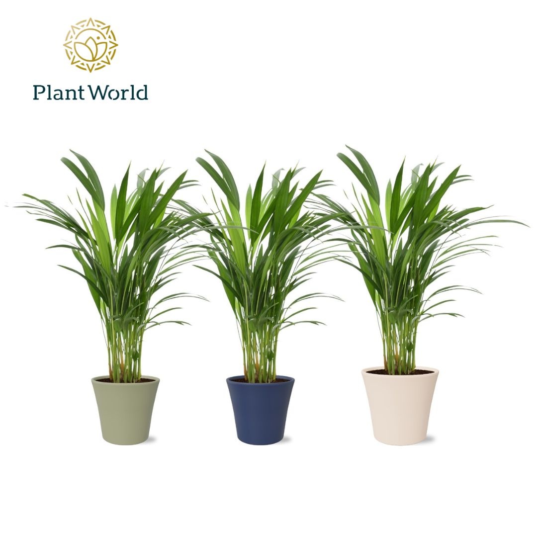 Dypsis lutescents (Areca) in pot Coco collectie Top Blend, D 14 cm Dypsis lutescents (Areca) in pot Coco collectie Top Blend, D 14 cm