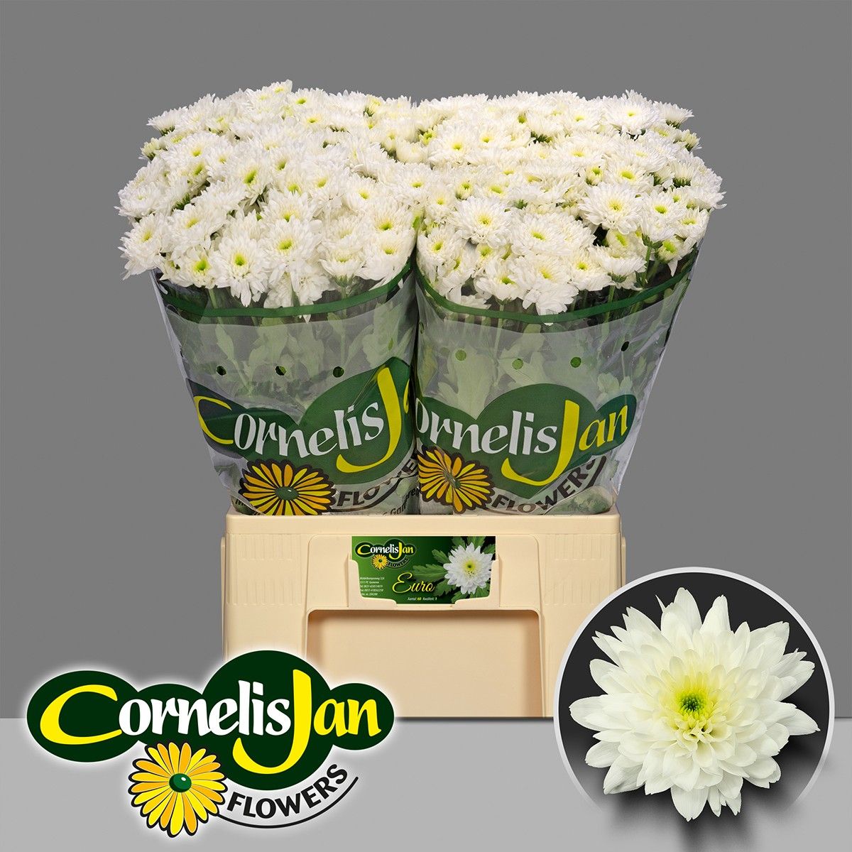 Хризантема куст. Евро 65, шт.