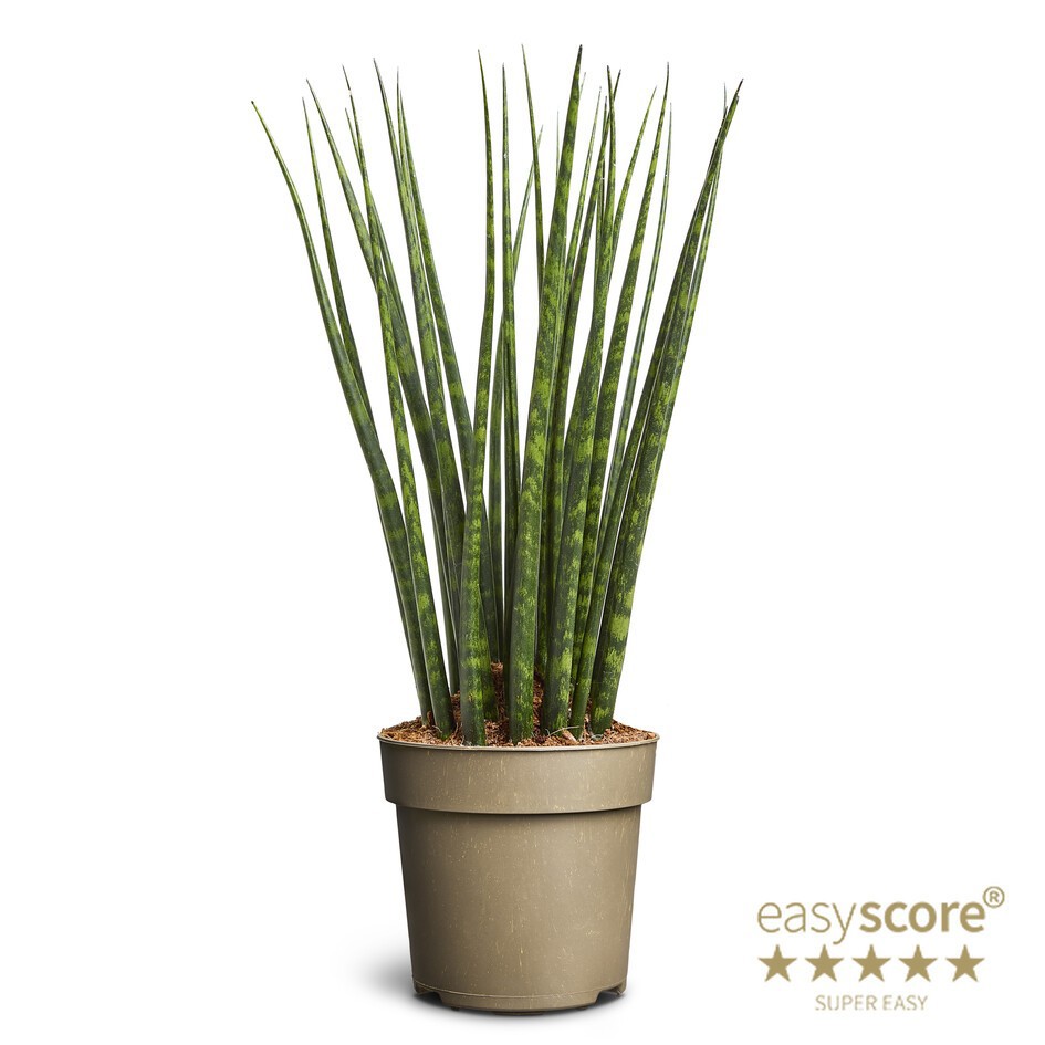 SANSEVIERIA PARVA 'FERNWOOD', D 14