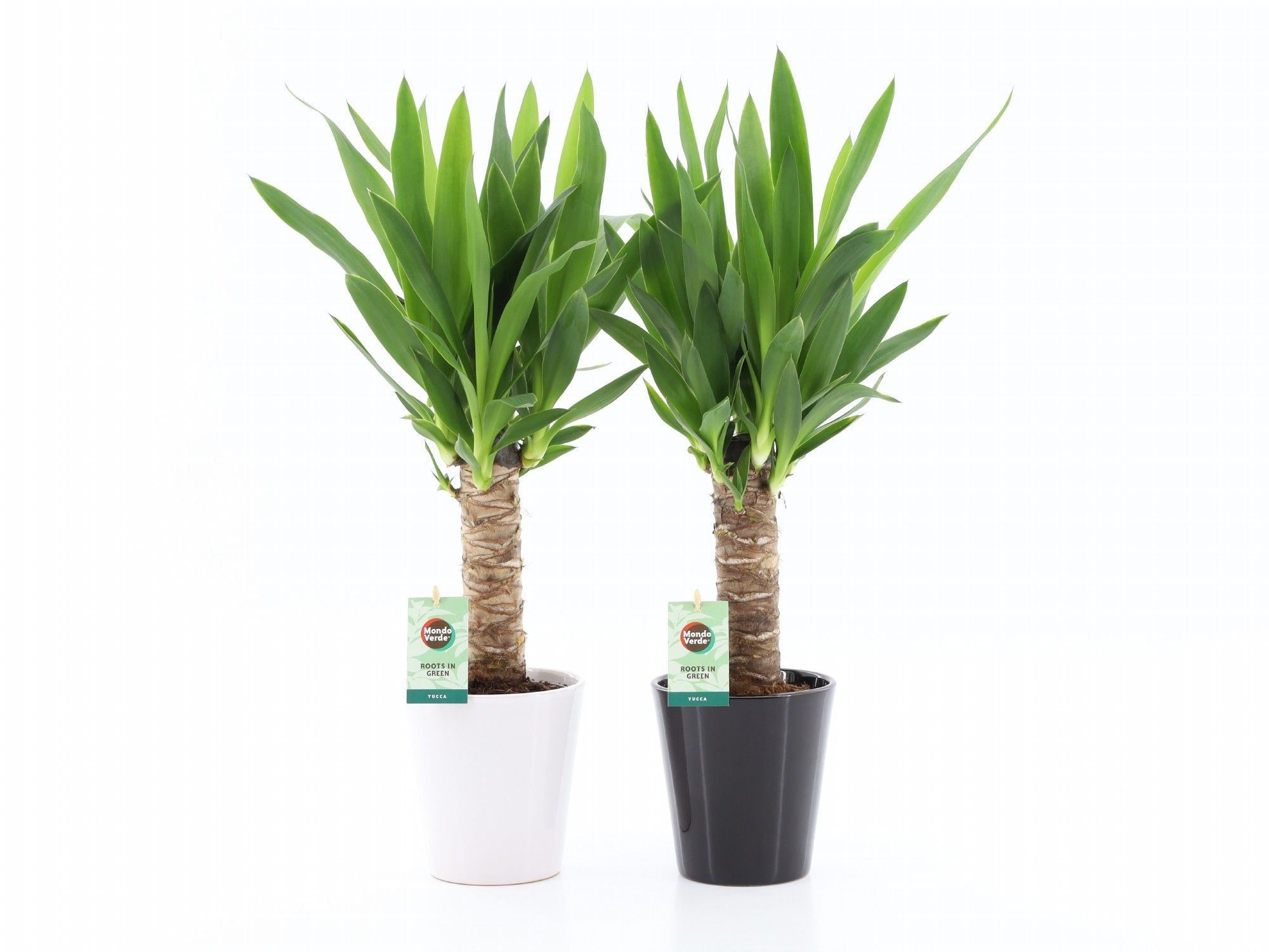 Yucca 25cm Hout 3+ kop in Zwart & Wit keramiek, D 13