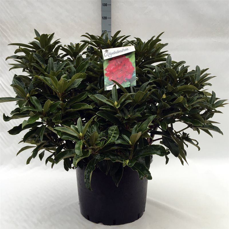 Rhodo. 'Wilgen's Ruby' red/pink, D 47