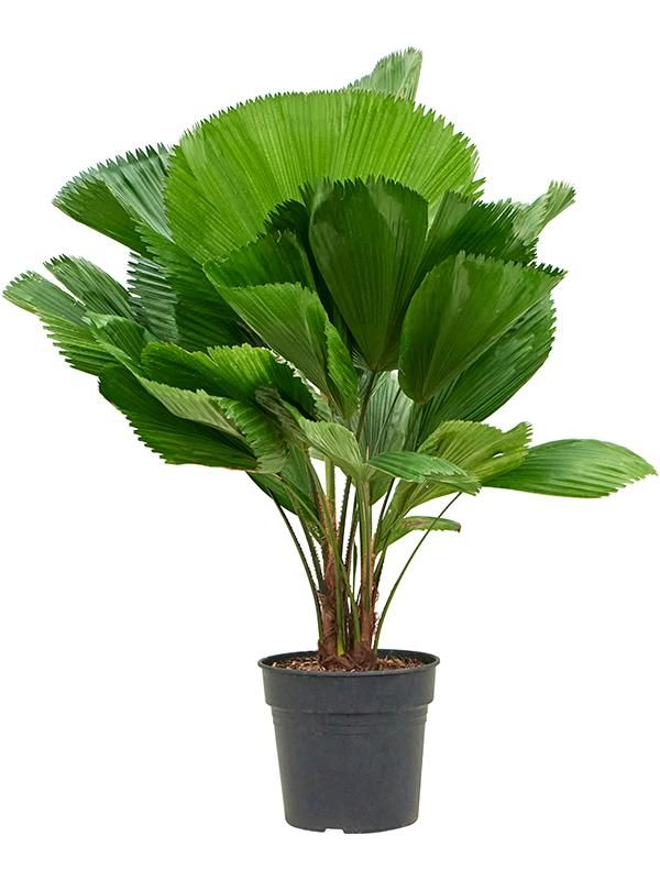 Licuala grandis, D 27