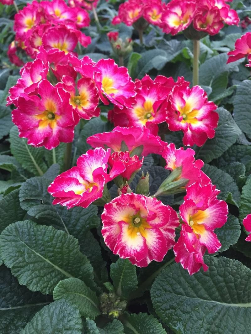 PRIMULA VERIS 'STRAWBERRY CREME', D 11