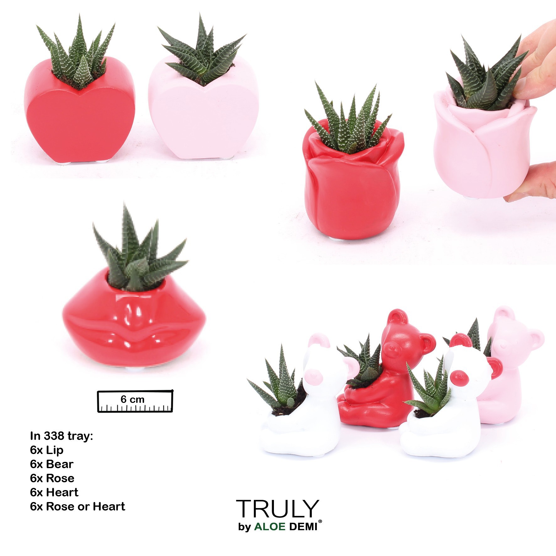 TRULY Succulent, Love mix mini, D 6