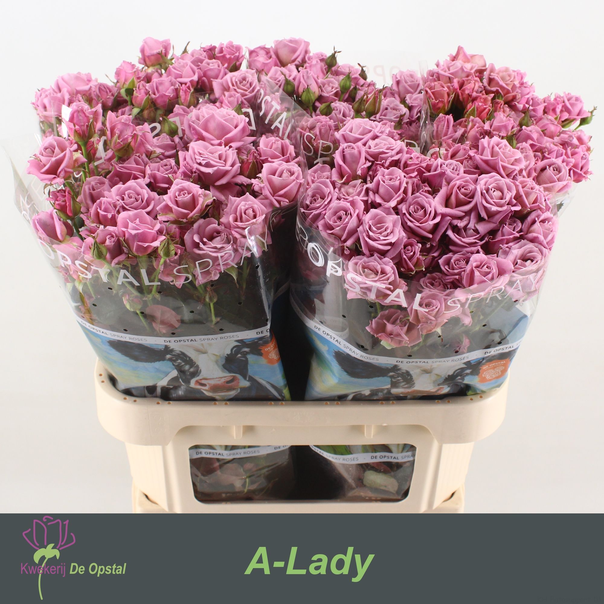 Роза куст. Эй-Леди 80, шт.