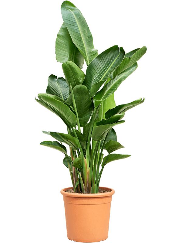 Strelitzia nicolai (160-180), D 40