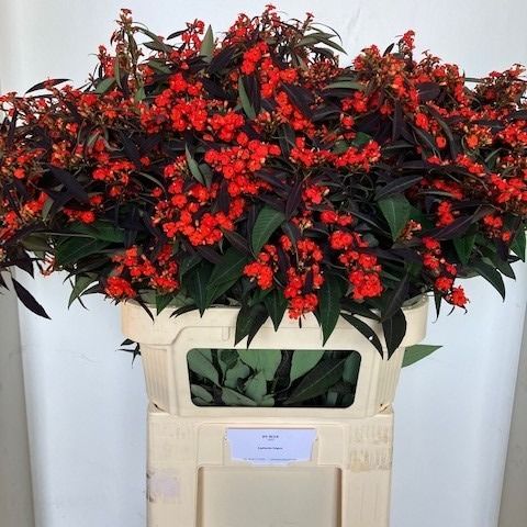 Эуфорбия куст. Руби Рэд 80, шт.