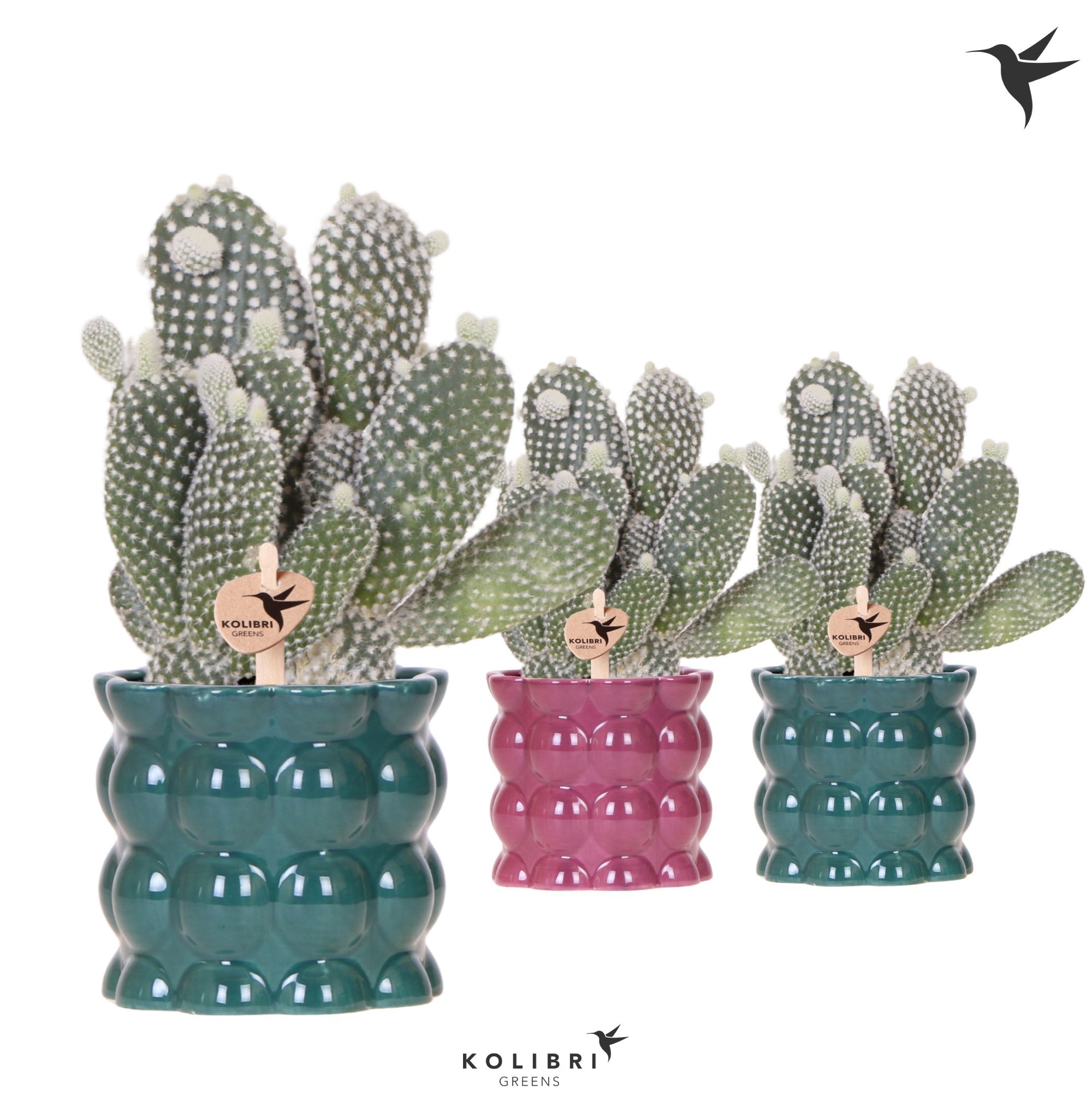 Kolibri Greens Opuntia white in Cotton pot green mix, D 9 cm