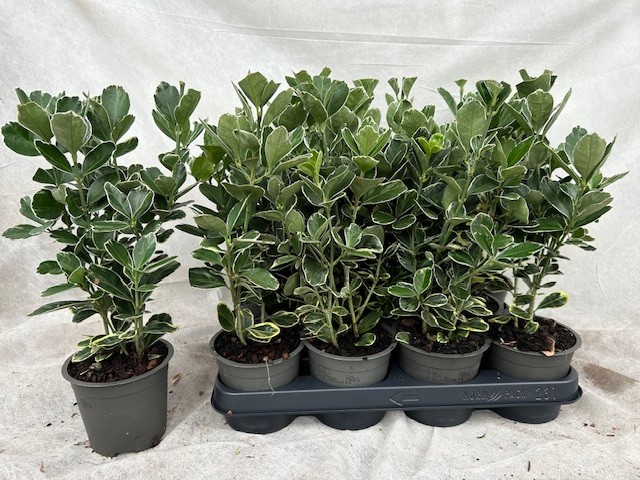 Euonymus japonicus Silver Simon, D 10,5 cm