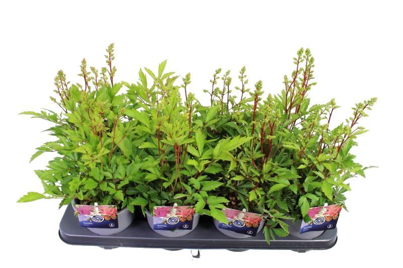 Astilbe mix, D 13