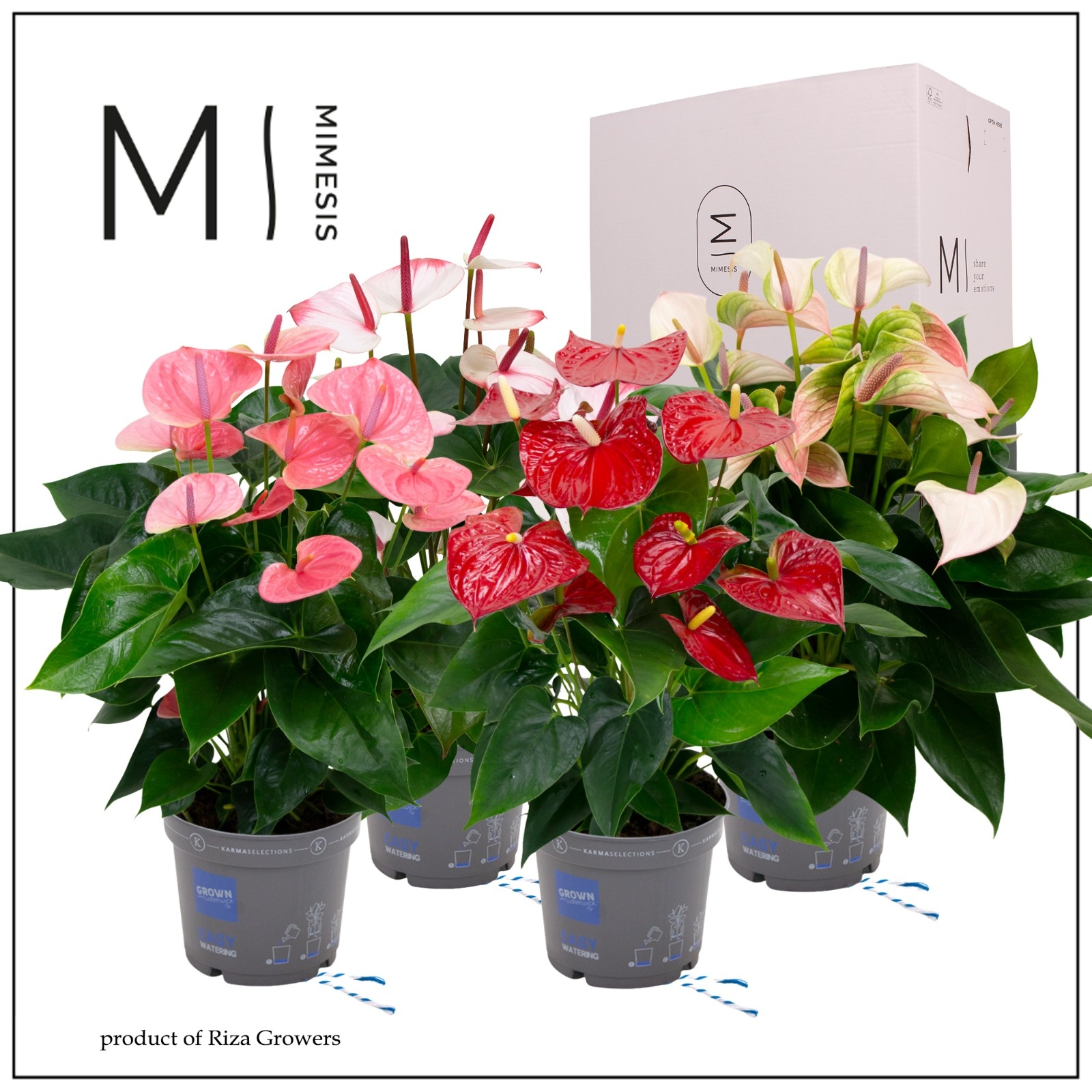 Mimesis Anthurium KARMA Happy Mix - 17cm, D 17
