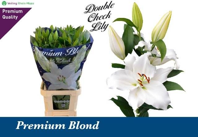 Лилия Премиум Блонд 95, шт.