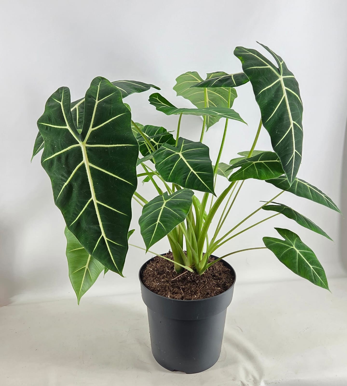 Allocasia Frydek pot 27, D 27