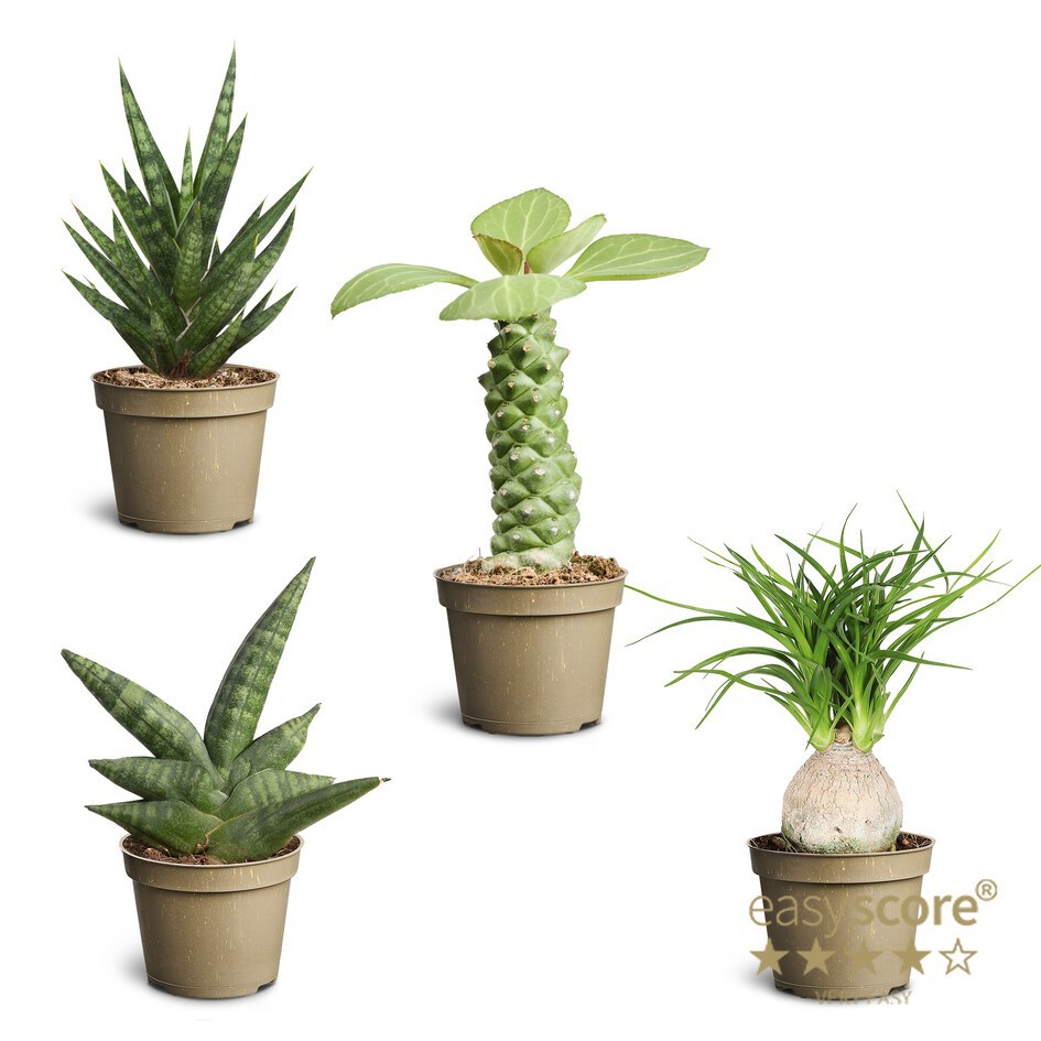 SCULPTURE MIX 10692802 Sculpture mix, D 6