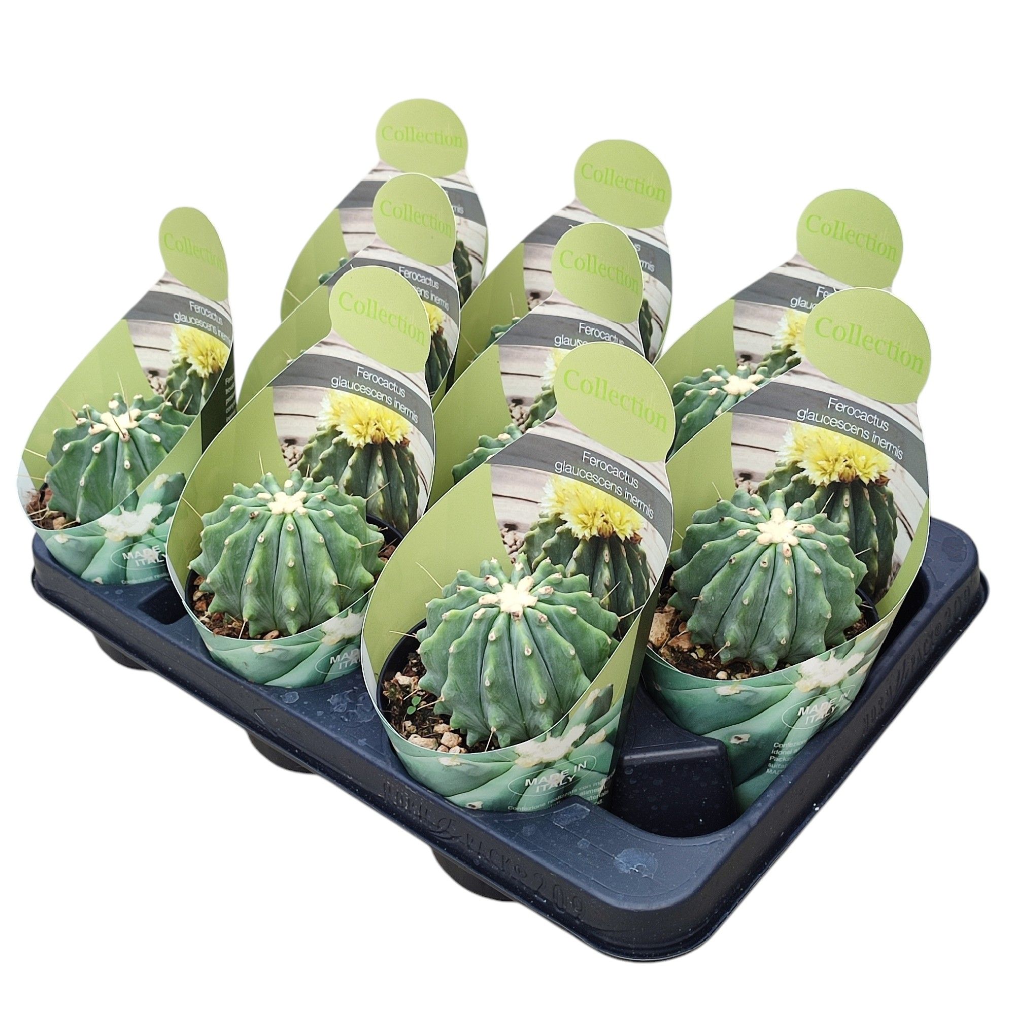 FEROCACTUS GLAUCESCENS INERMIS - POT Ø 10,5 - COLLECTION WITH POTCOVER (CACTUS), D 10,5