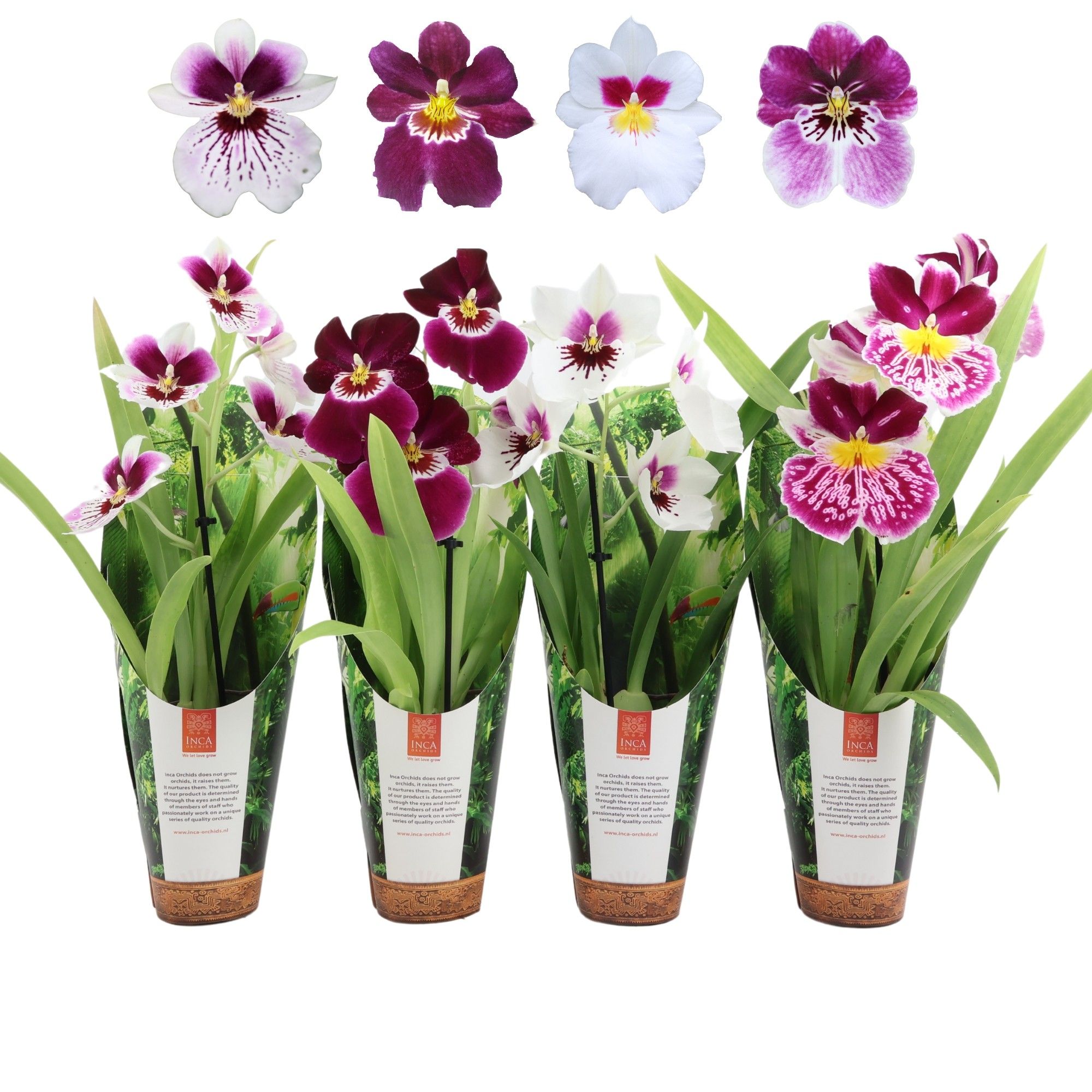 Inca Miltoniopsis mix 9cm 1 spike in luxury jungle cover, D 9
