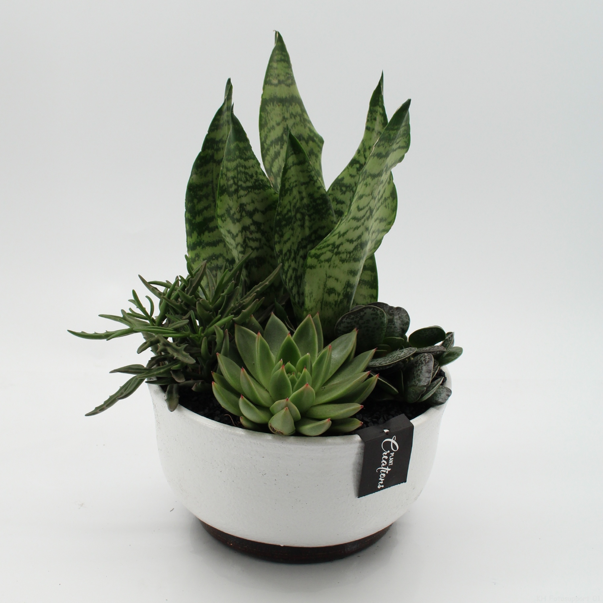 SUCR-2642 Succulent Essentials, D 22