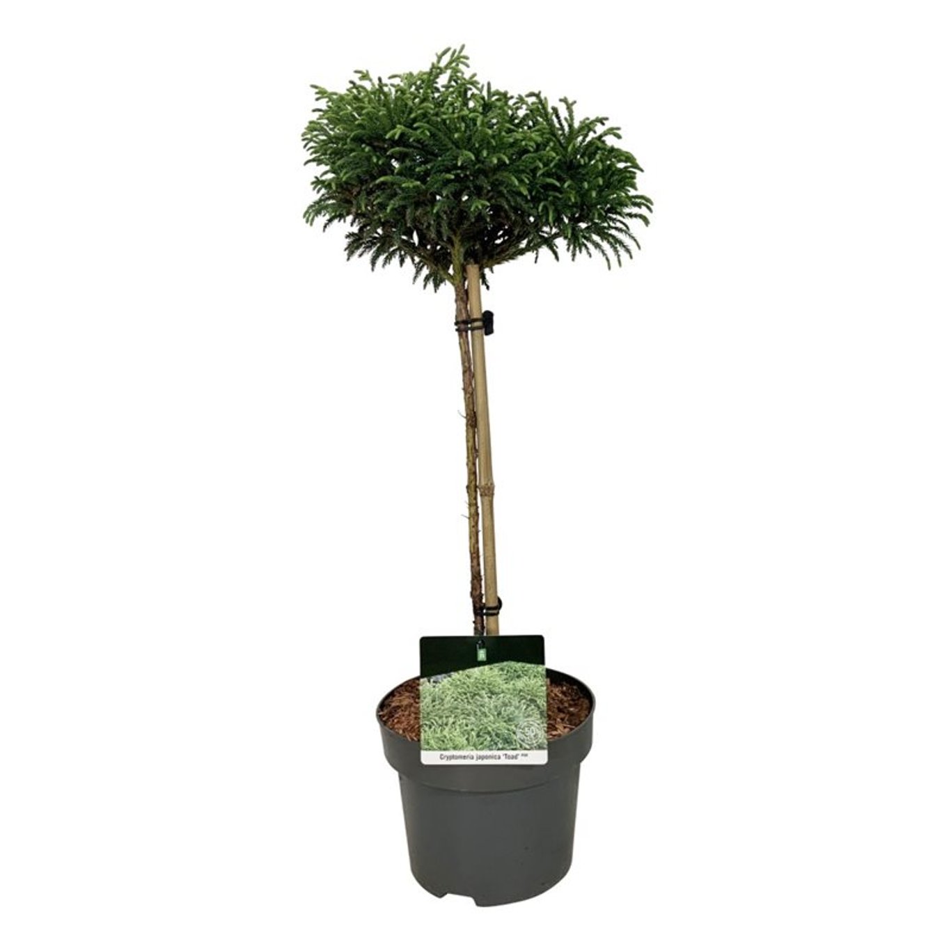 Cryptomeria j. 'Toad', D 21