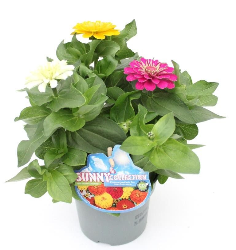 Zinnia marylandica, Sunnycollection, driekleurig, D 13 cm