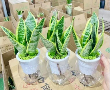 Гласс Гидропоник Мини Форест Сансевиерия 12圆玻璃盆 12 30