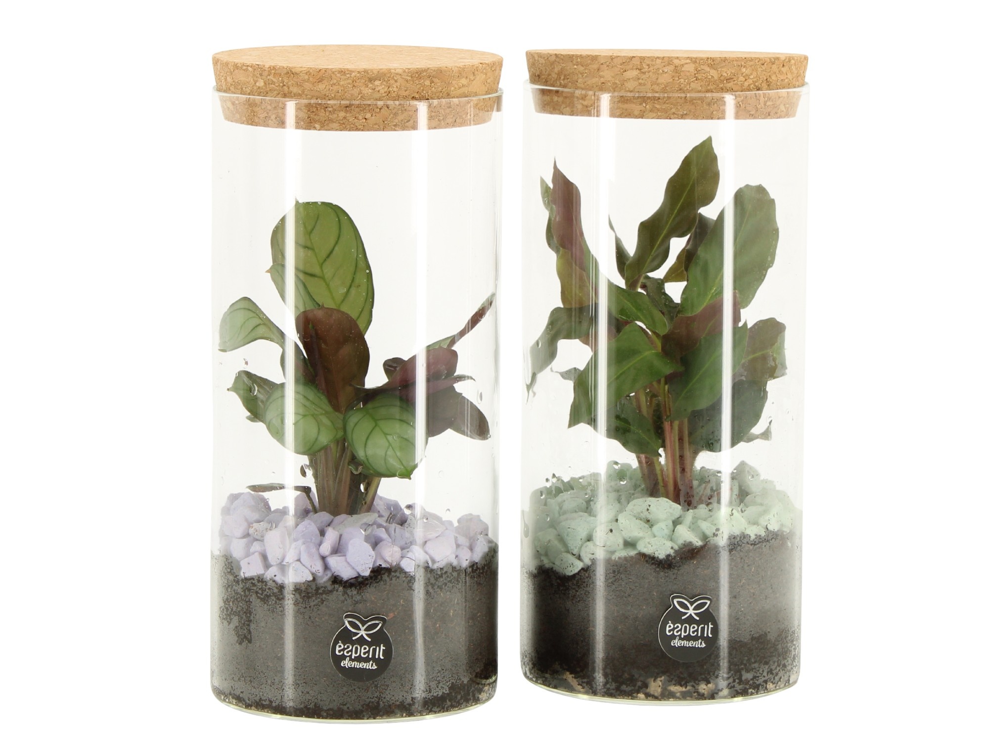 11689: Consideration terrarium, D 9 cm