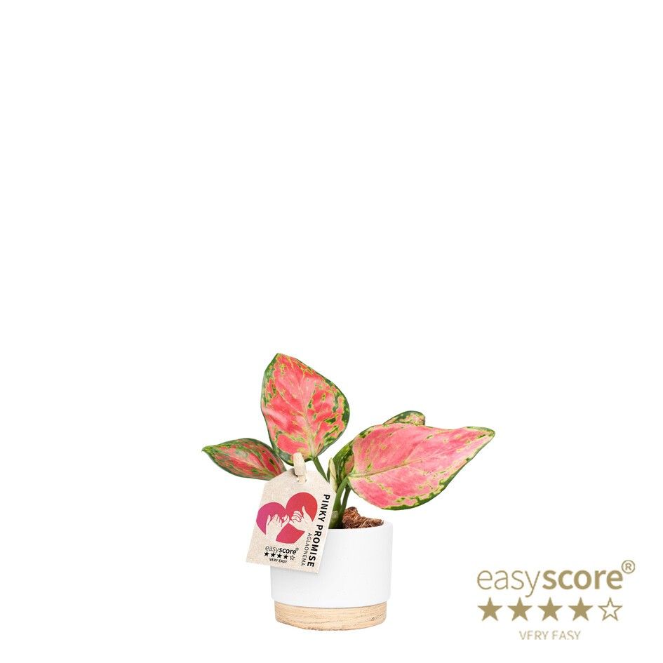 Woodbase White, Aglaonema ´Pinky Promise`, D 7 cm