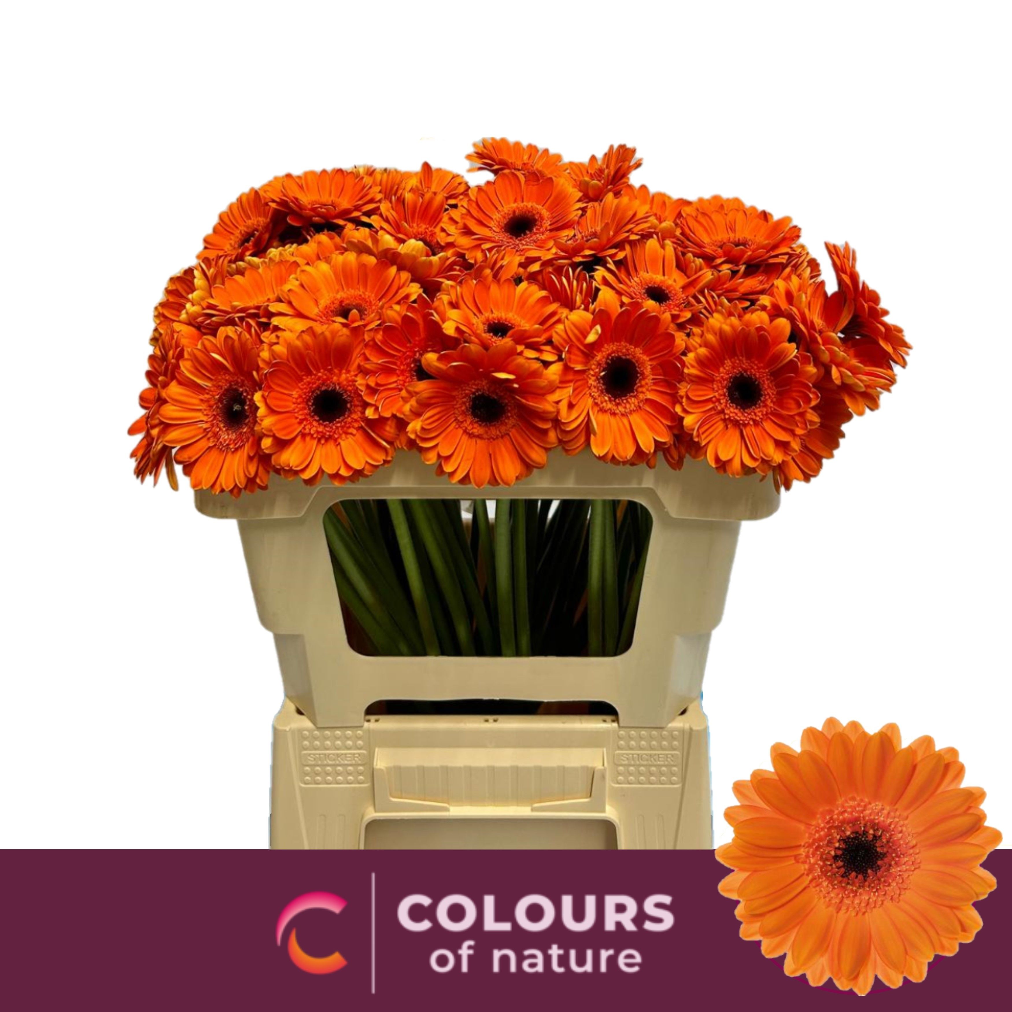 Гермини Бизон, шт.