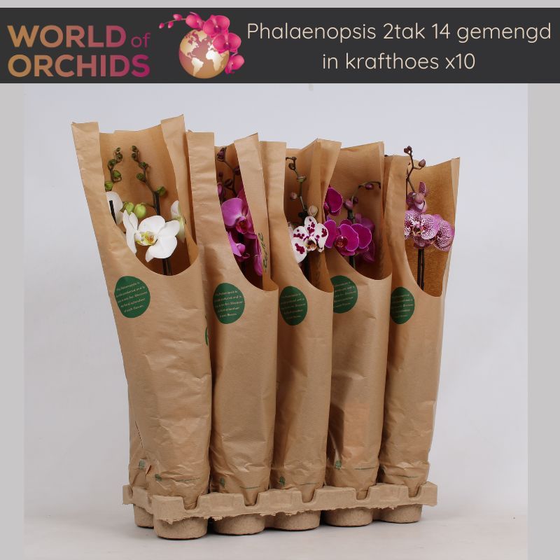 Phalaenopsis Gemengd 2 tak, 14+, 65-75 cm, Pulp tray, Kraft hoes, D 12