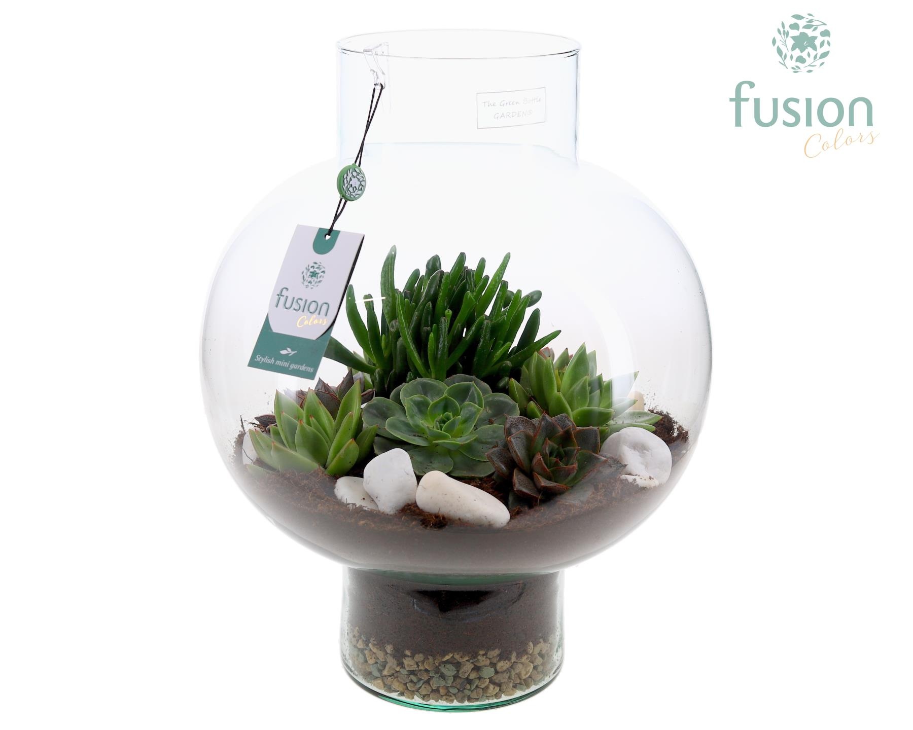 Green Bottle Laura Large met Succulenten, D 31 cm