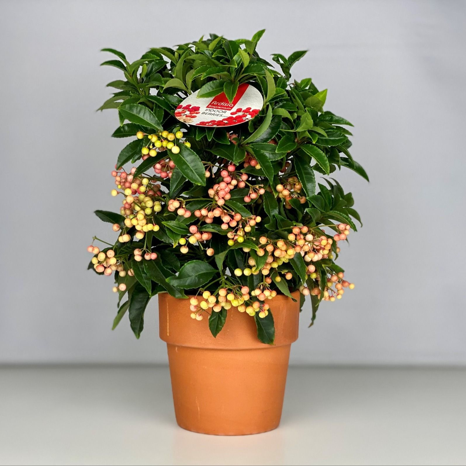 Ardisia crenata Bospremium Pink met stenen Terracotta pot, D 15 cm