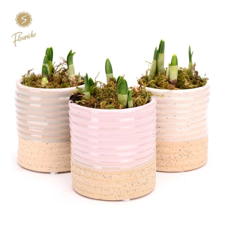 (1622) Narcissus Sandy [M] 1PP Mos, D 9 cm