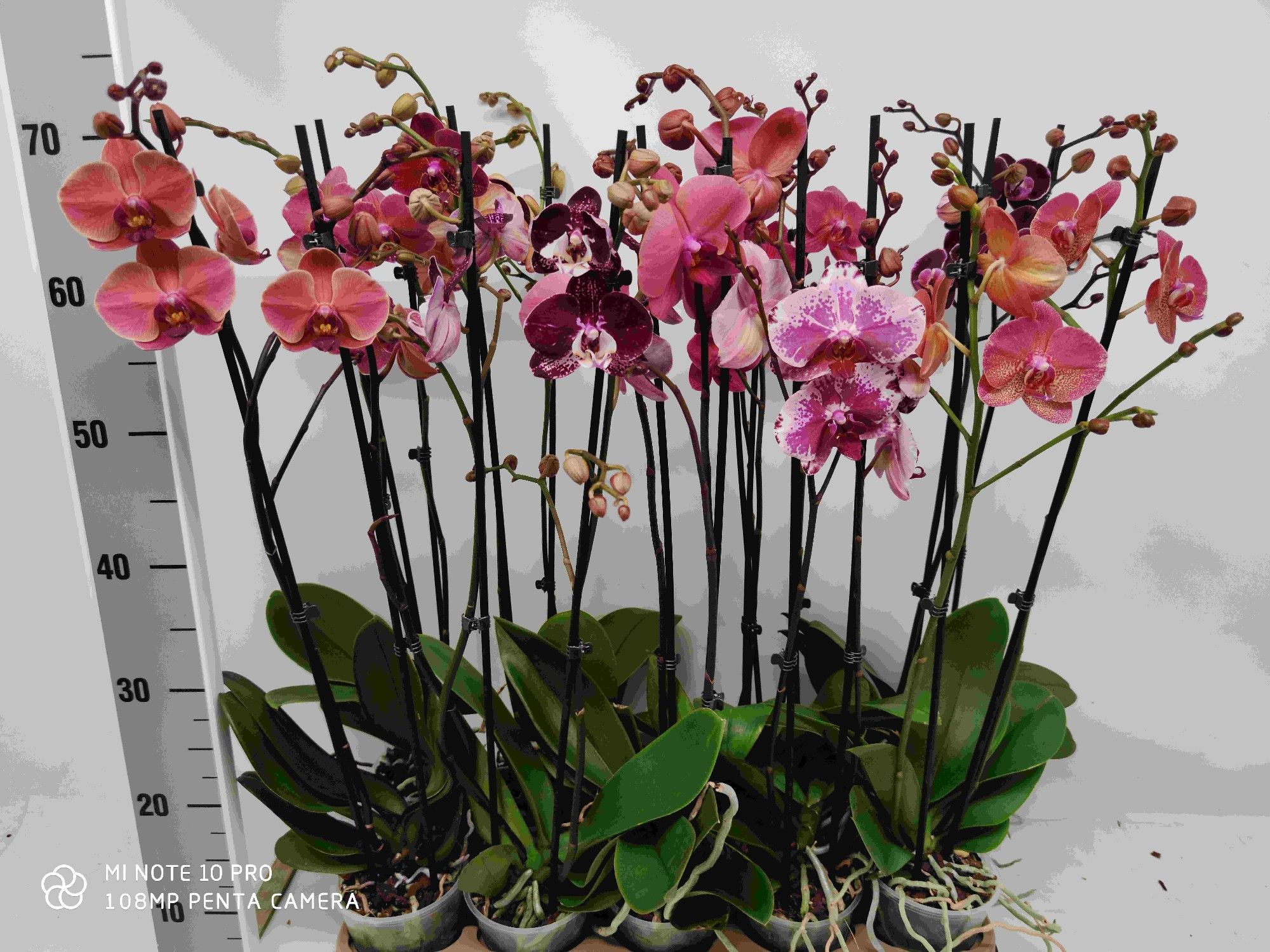 Burgundy MIX 2-tak (RIJP), D 12