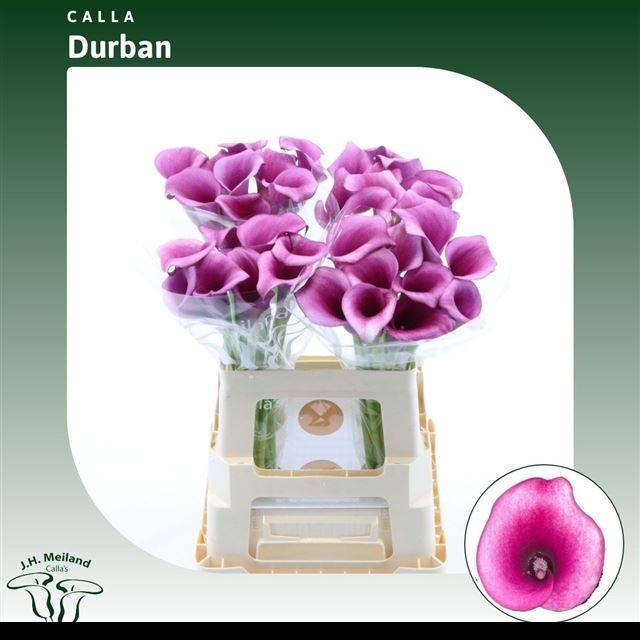 Калла Дурбан 65, шт.