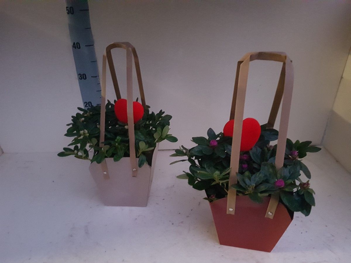 AZALEA VALENTIJN BAG 25 CM, D 12